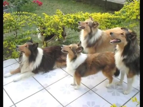 CANIL VERDES CAMPOS SHELTIE (PASTOR DE SHETLAND)