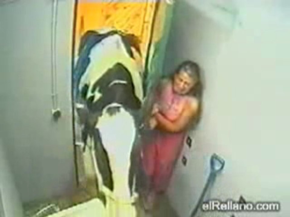 l attack de la vache folle