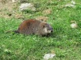 Voyage Canada USA en famille 4 - Zoo de saint Félicien