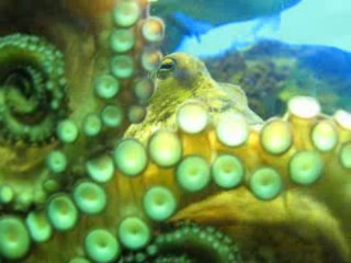 Coup de foudre pour les poulpes...