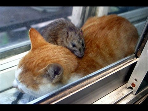 DROLE DE BETES video de christophe tixier the fire eater