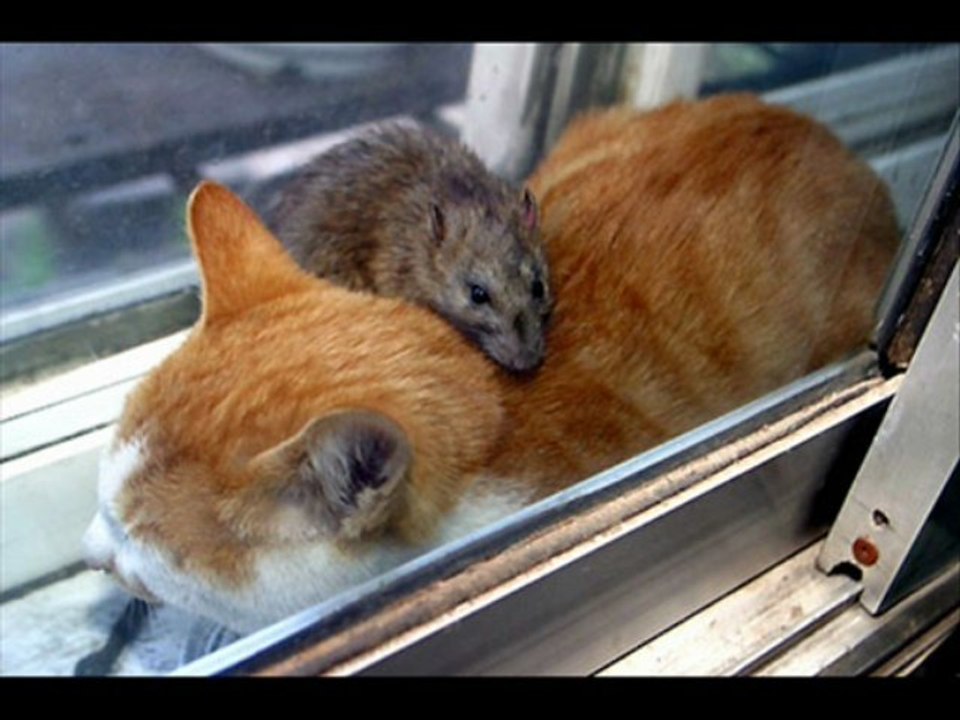 DROLE DE BETES video de christophe tixier the fire eater