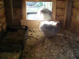 mes bantam de pékin