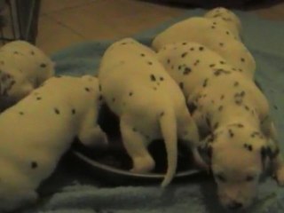 29 novembre : 22 jours