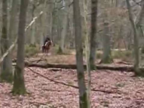 sauts de Rubis et de Roi