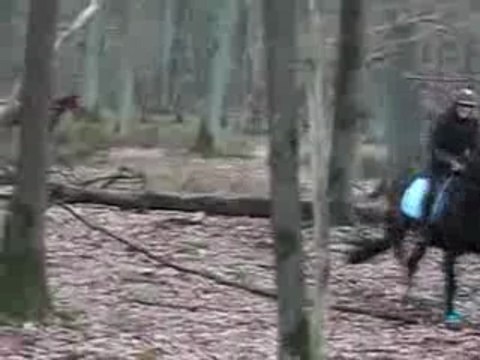 sauts de Roi et de Rubis