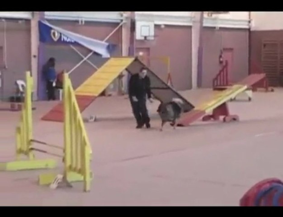 Bambou - Agility (salle Lourches) - 08/11/2009 - Mastaing