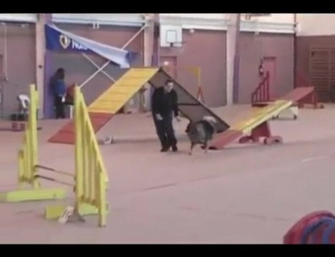 Bambou - Agility (salle Lourches) - 08/11/2009 - Mastaing