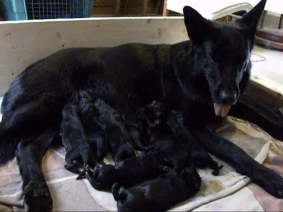 2. Tag Frenzis Welpen