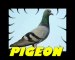 [Fausse Pub]Pigeon au 7-14-14