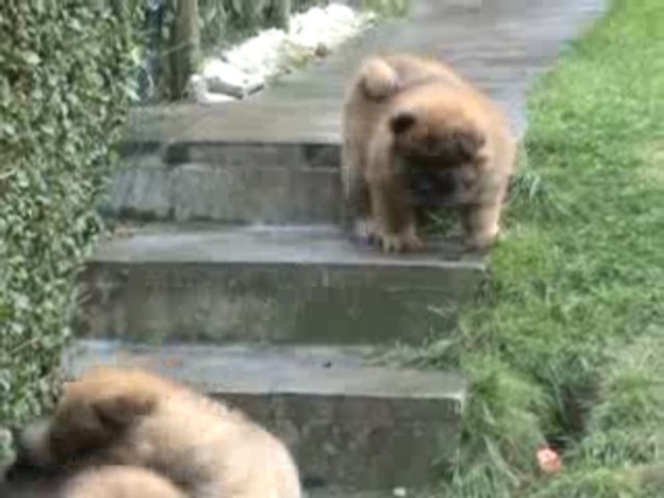 Athos, Bali et Gao