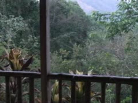 Le cri des singes hurleurs de Nicoya