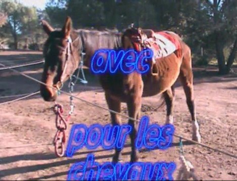 Nos amis et nos chevaux