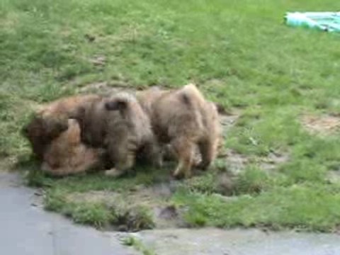 Athos et Bali et Ixo, le malin