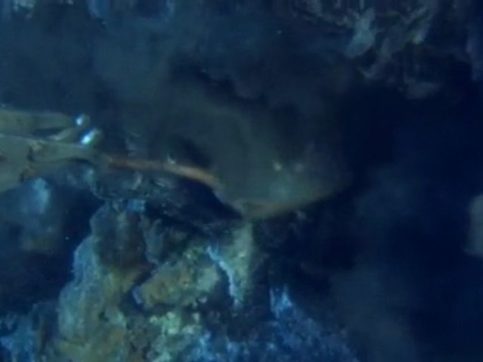 animaux des profondeurs (4/6)