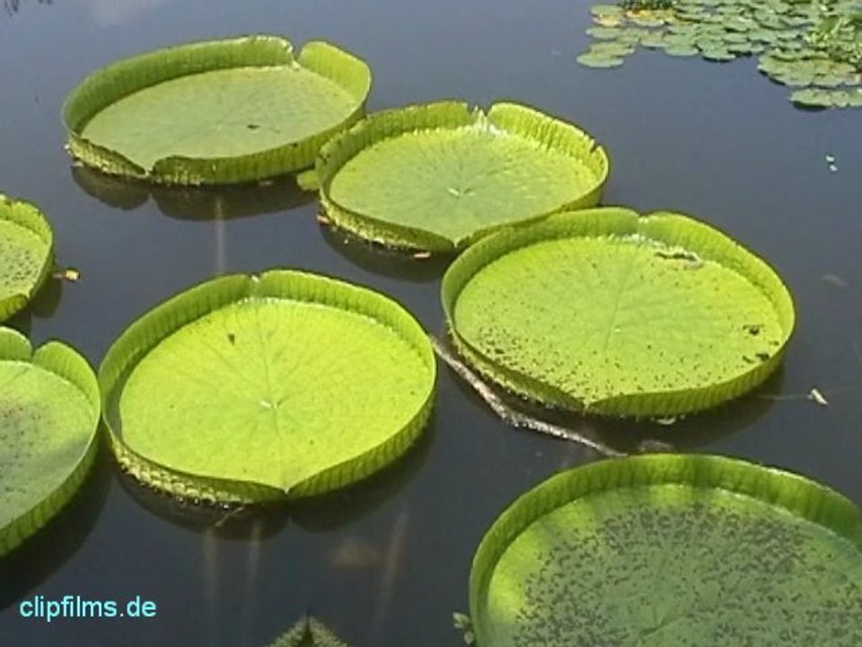 China. xi shuang ban na.