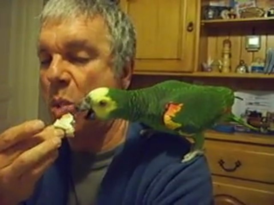 j'adore les tartines (perroquet qui prend son repas amazone)