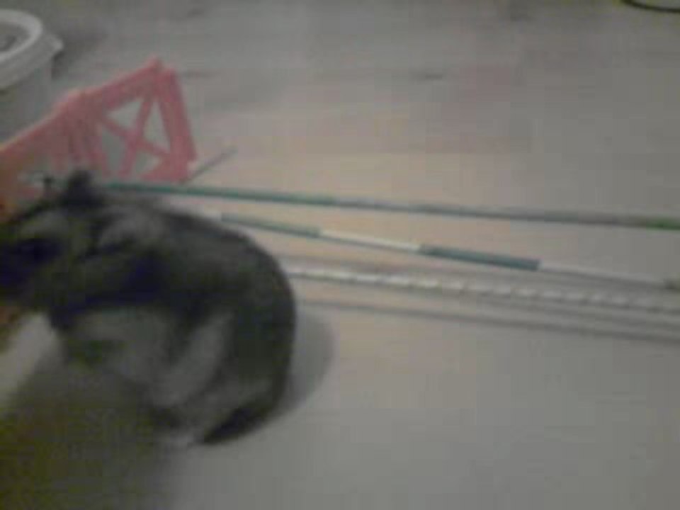 Coca hamster