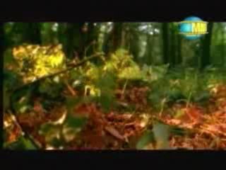 Özlem Tekin - Bahar