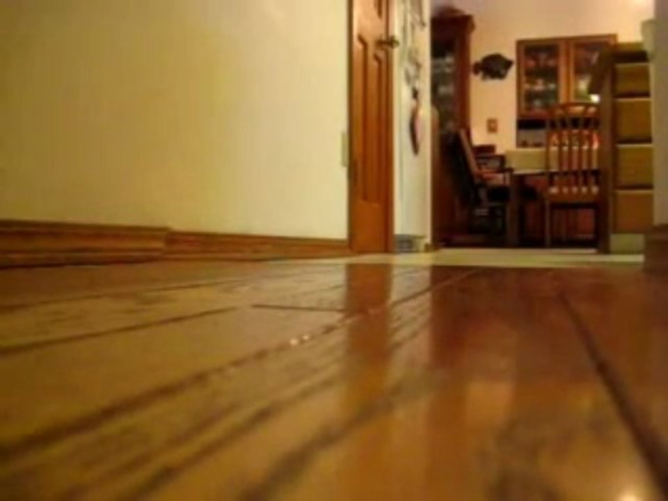 Chien tourne en rond