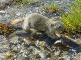 P'tite ballade en Vanoise