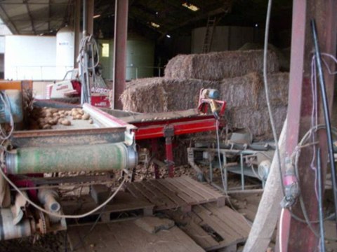 Arrachage de pomme de terre dans l'oise