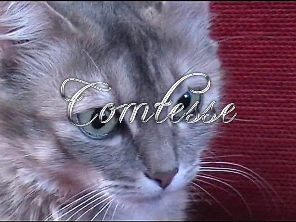 Comtesse