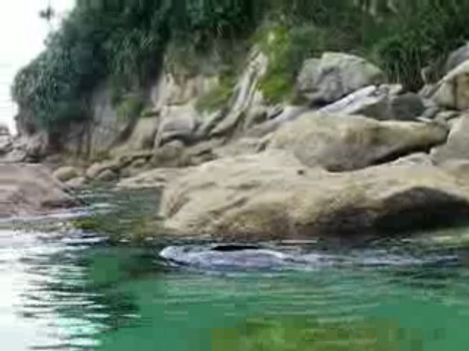 NZ Abel Tasman Park: close to the seal!