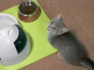 Kitten begs for food
