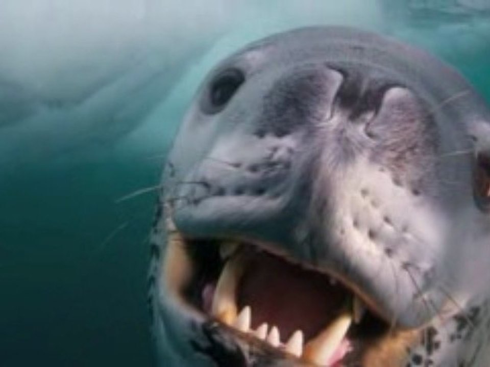 Face to face with a deadly predator