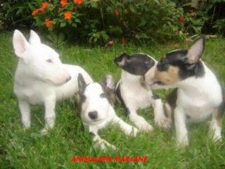 animalerie marjane casablanca maroc
