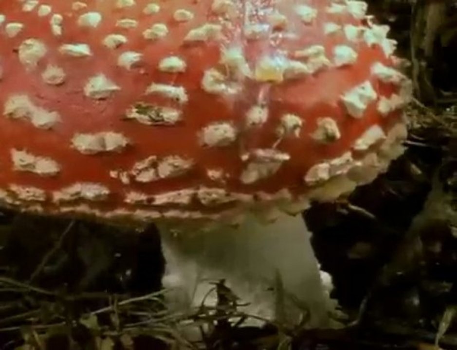 Święty Mikołaj - Spisek czy Halucynacja