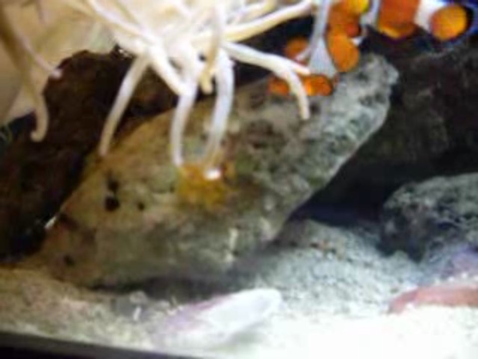 ponte des poissons clowns 007