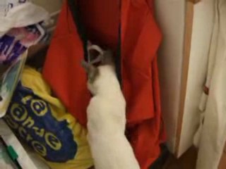 Photo 112/ EXCITING mon Siamois "fait les poubelles"