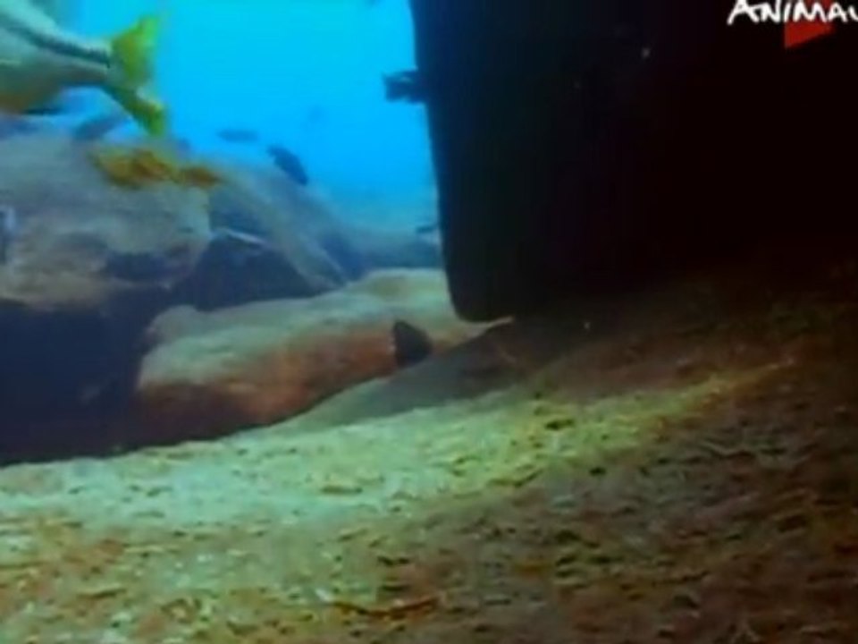 1Alevins cichlidés Lac malawi