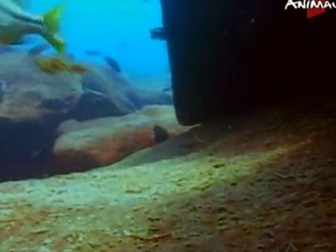 1Alevins cichlidés Lac malawi