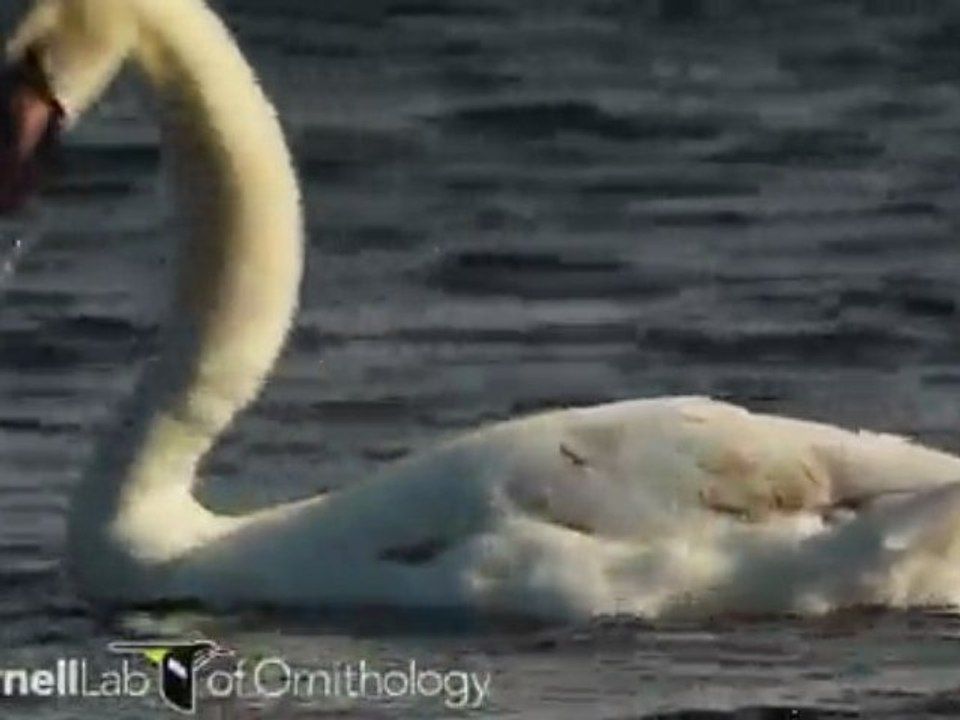 Cygnus olor