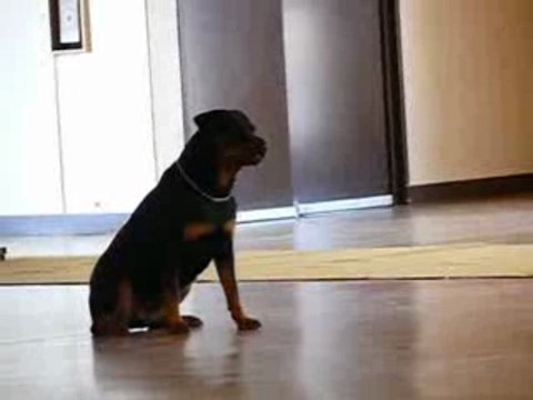 concours obeissance la cote st andré (positions a distance)