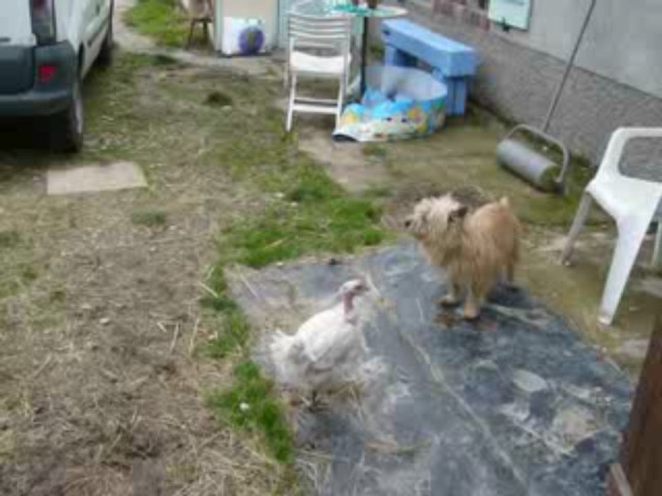 poule versus chiens ....