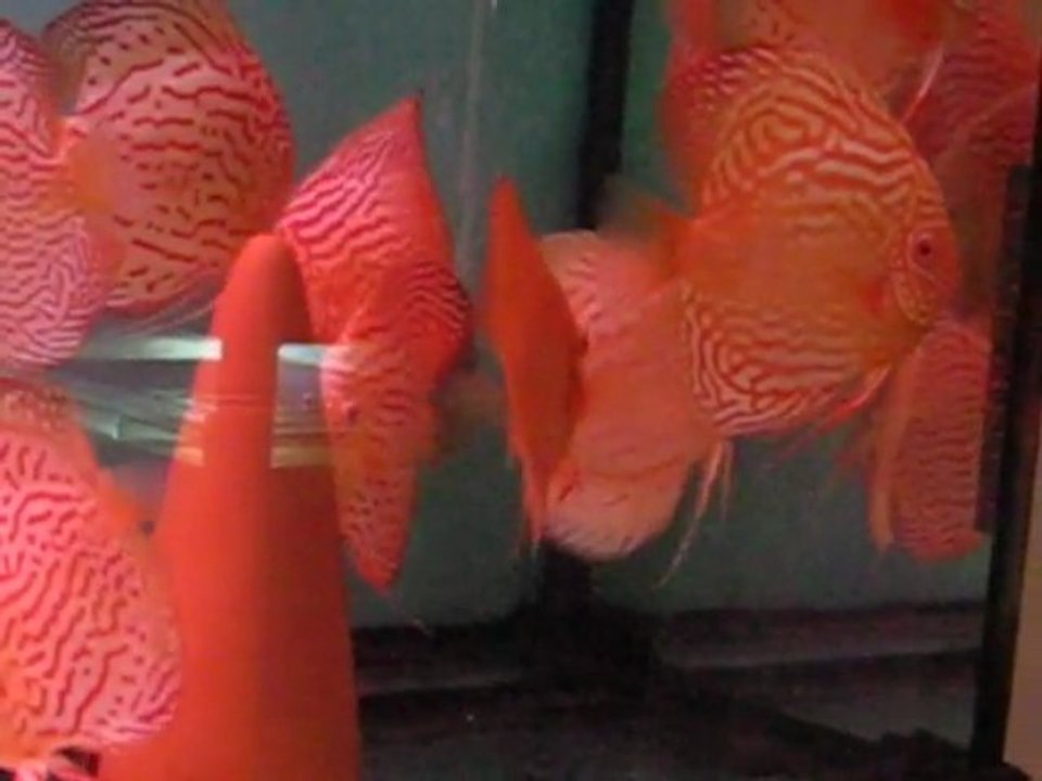 Albino Turkuaz