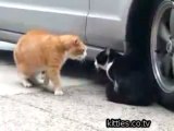 FUNNIEST KITTIES Wicked Crazy sounding Cat  Funny cat sounds