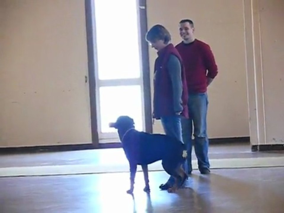 concours d'obeissance la cote st andré (rapport d'objet)