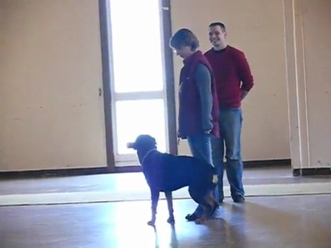 concours d'obeissance la cote st andré (rapport d'objet)