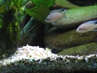alevins neolamprologus brichardi