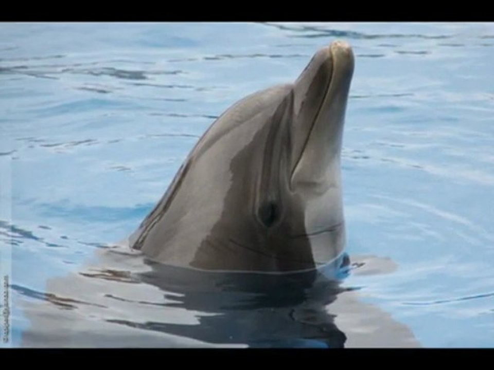 les dauphins