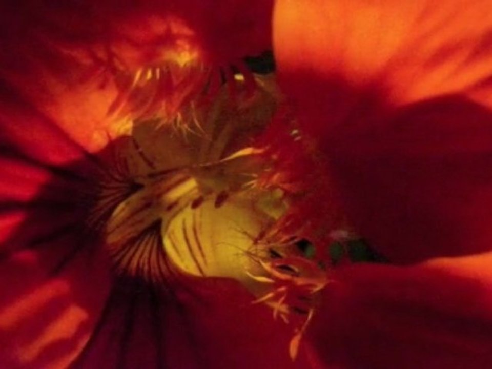 Fleurs matiere