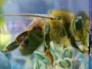 Bee Farm | Wholesale Honey Bee Supply