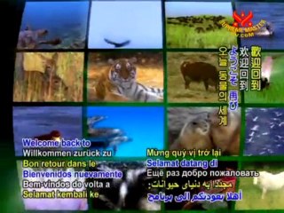 Paddy the Equine Protector & Jasmine the Caring K9 Mother