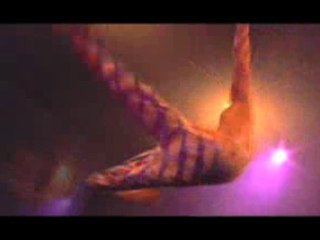 Cirque Éloize - Événements spéciaux