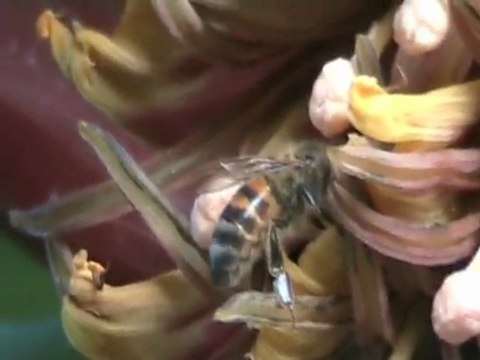 apiculture abeilles Ethiopie Shashamane